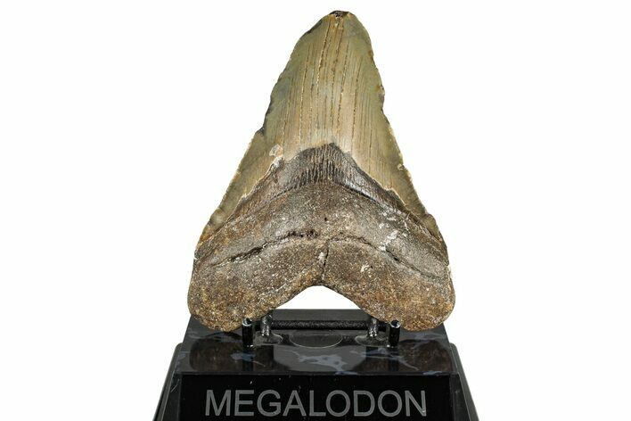 Fossil Megalodon Tooth - North Carolina #358910